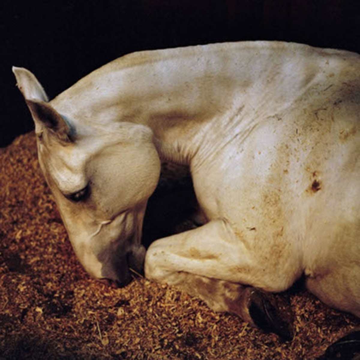 Arlington burial horses subject of exhibit in Washington - Military ...